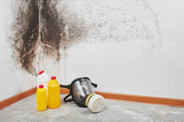 Best Toxic Mold Removal  in Luling, TX