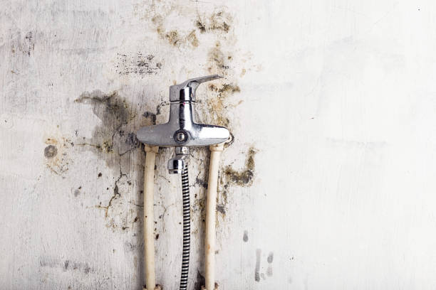 Best Fast Mold Removal  in Luling, TX