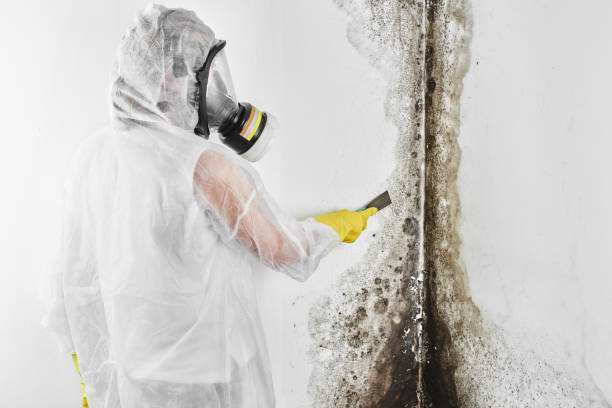 Best Certified Mold Removal  in Luling, TX