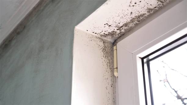 Best Same-Day Mold Removal  in Luling, TX