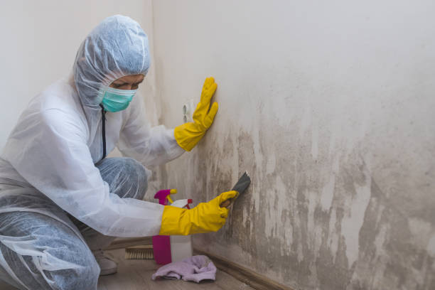 Best Mold Inspection  in Luling, TX