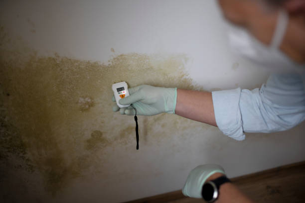 Luling, TX Mold Removal Company