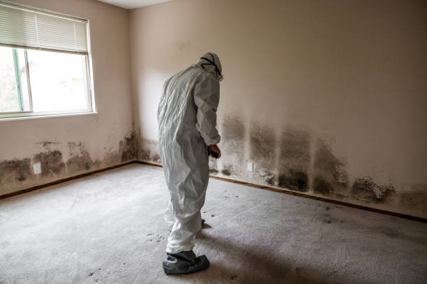 Best Residential Mold Removal  in Luling, TX