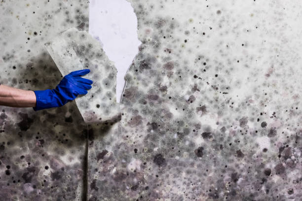 Trusted Luling, TX Mold Removal Experts