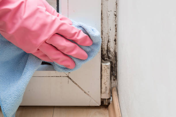 Best Mold Cleaning Services  in Luling, TX