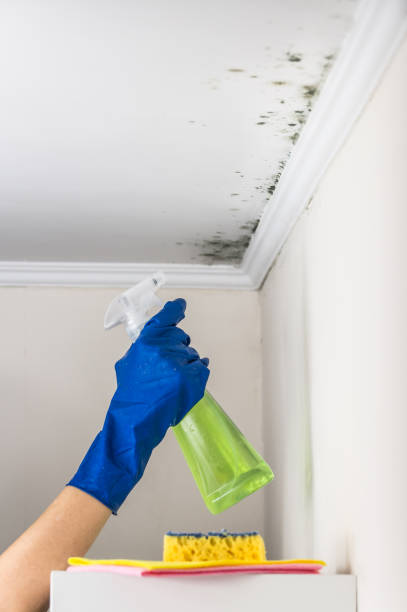 Best Office Mold Removal Services  in Luling, TX